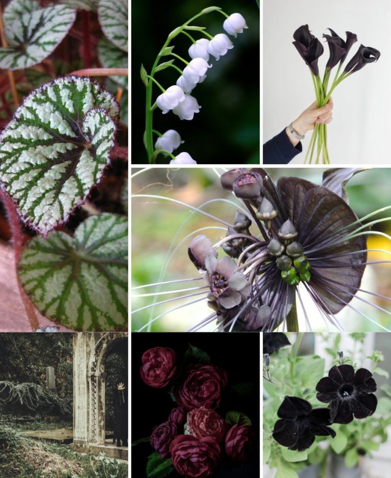 dark moody plants for goth garden. what is a goth garden?