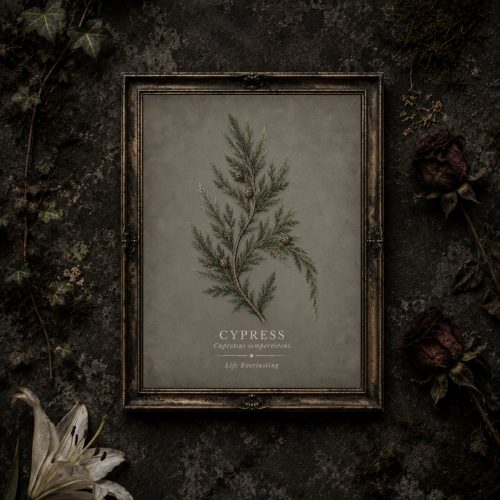Cypress — Life Everlasting Victorian Cemetery Botanical Printable